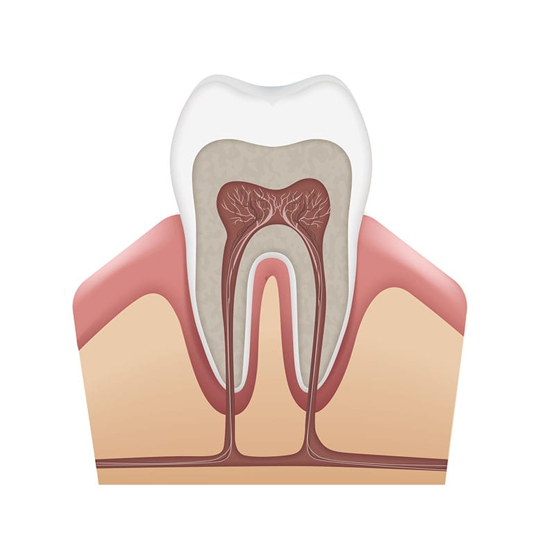 Human tooth structure Tooth and root canal